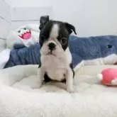 ボストンテリア