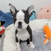 ボストンテリア