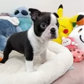 ボストンテリア【愛知県・男の子・2025年11月6日・ボストンカラー】の写真6