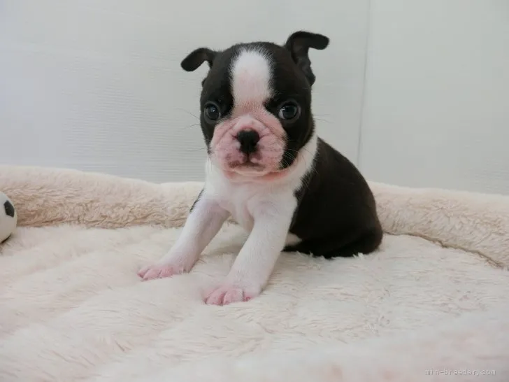 ID:2108-00507の子犬
