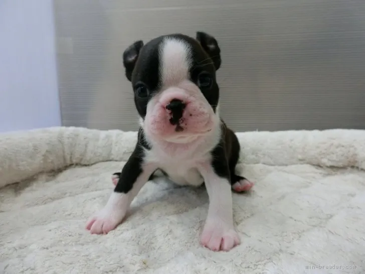 ID:1906-00177の子犬