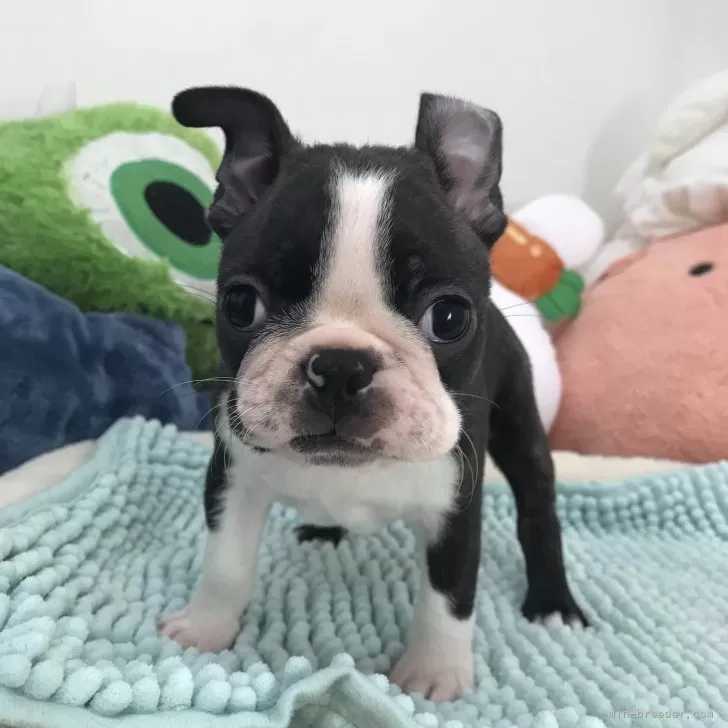ID:2409-04435の子犬