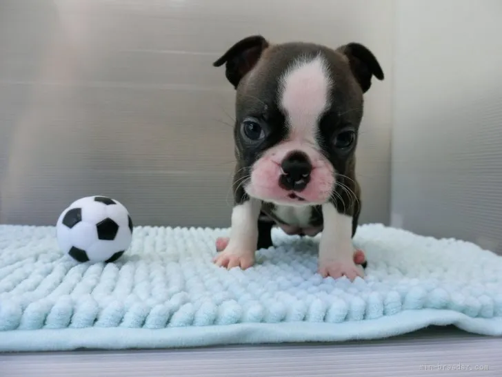 M.Ｉ 様のお迎えした子犬