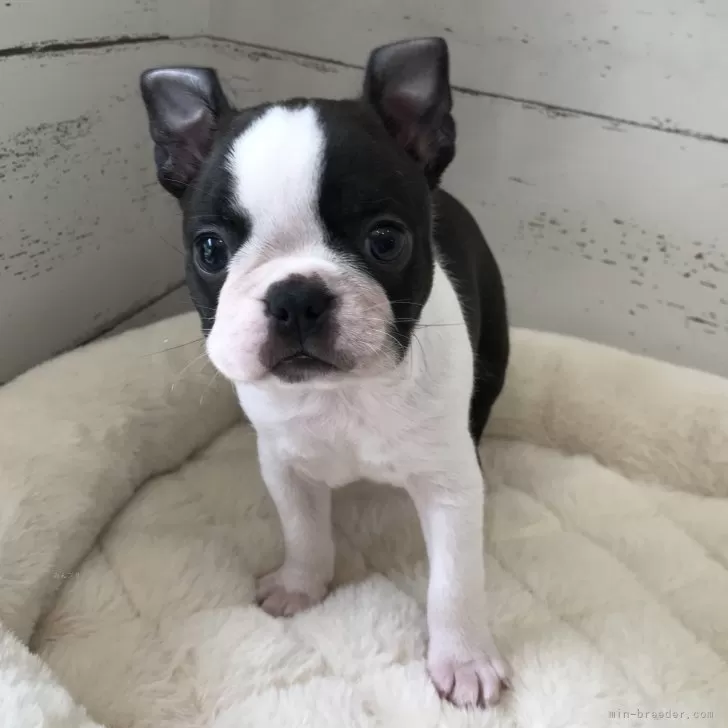 ID:2407-07240の子犬