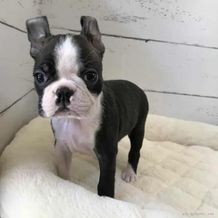 D.M 様のお迎えした子犬