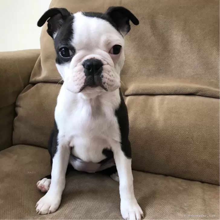 ID:2311-06768の子犬