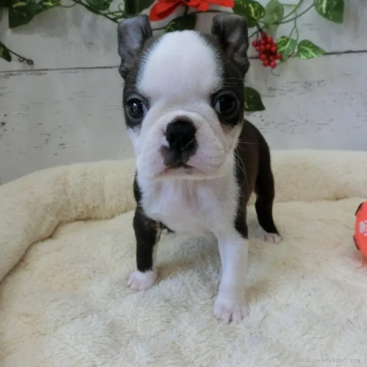 ID:2211-01520の子犬