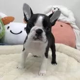 ボストンテリア【愛知県・男の子・2024年8月24日・ボストンカラー】の写真2