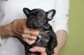 フレンチブルドッグ【神奈川県・女の子・2025年9月3日・ブリンドル】の写真10