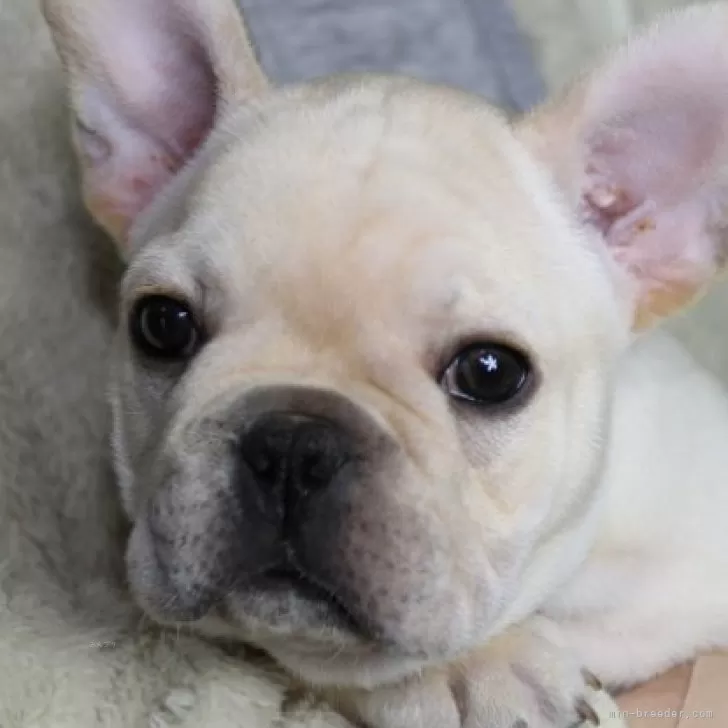 ID:2412-01855の子犬