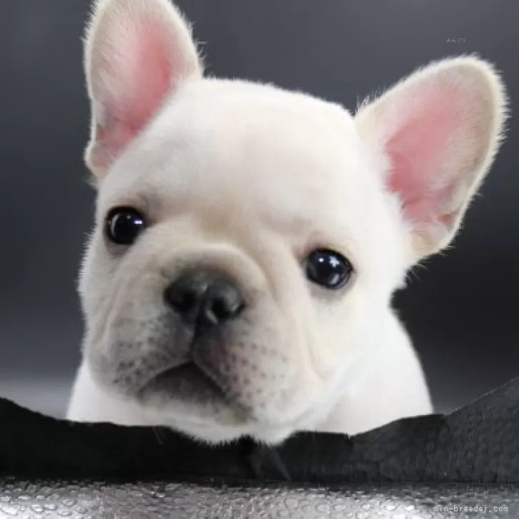 ID:2502-04123の子犬