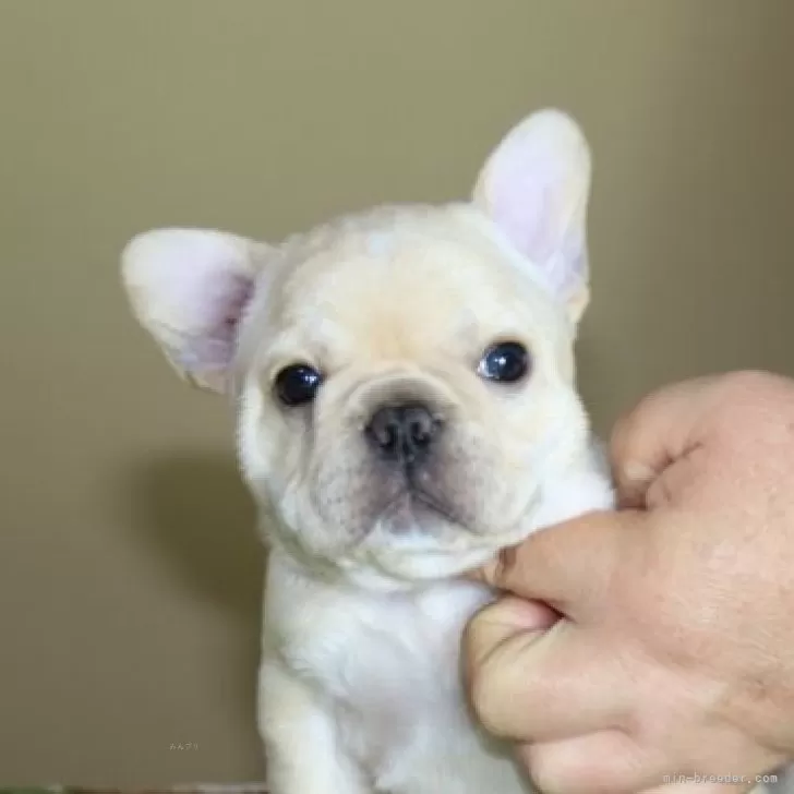 ID:2507-07477の子犬