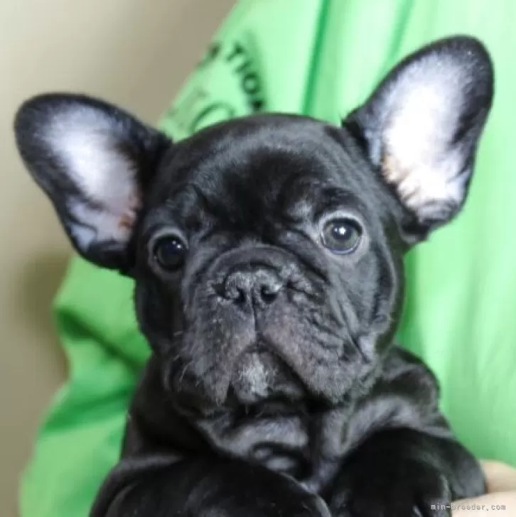 フレンチブルドッグ【神奈川県・女の子・2025年9月3日・ブリンドル】の写真1