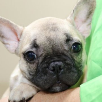 フレンチブルドッグ【神奈川県・女の子・2025年8月5日・フォーン(ブラックマスク)】の写真「まん丸お目目の美犬」