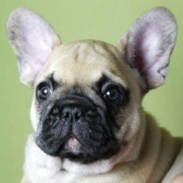 フレンチブルドッグ【神奈川県・男の子・2025年10月17日・フォーン(ブラックマスク)】の写真「最高なボディー構成」