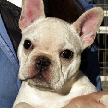 フレンチブルドッグ【神奈川県・女の子・2025年8月5日・クリーム】の写真「顔デカくなって来ました！・成犬時の顔が大切です！！」