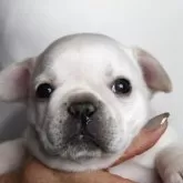 フレンチブルドッグ