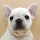 フレンチブルドッグ