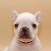 フレンチブルドッグ
