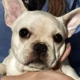 フレンチブルドッグ