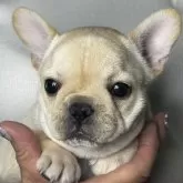 フレンチブルドッグ