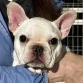 フレンチブルドッグ【神奈川県・女の子・2025年8月5日・クリーム】の写真2
