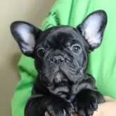 フレンチブルドッグ【神奈川県・女の子・2025年9月3日・ブリンドル】の写真2