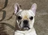 フレンチブルドッグ【神奈川県・男の子・2024年9月11日・クリーム】の写真2