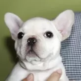 フレンチブルドッグ【神奈川県・女の子・2025年8月5日・クリーム】の写真3