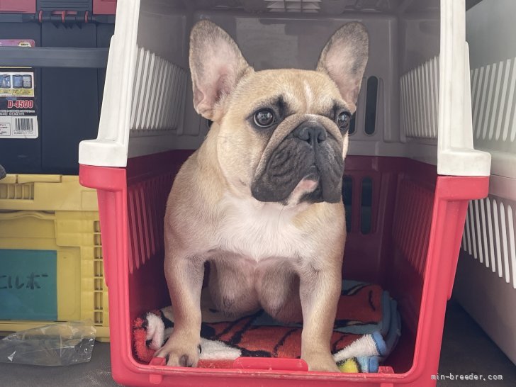 フレンチブルドッグ【・女の子・2020年2月25日・フォーン】