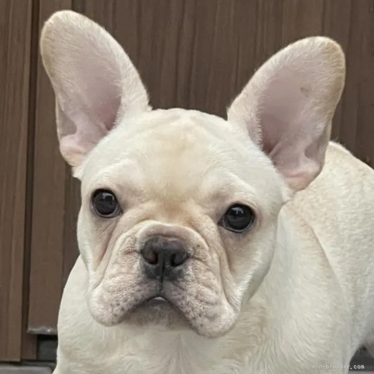 ID:2205-00738の子犬