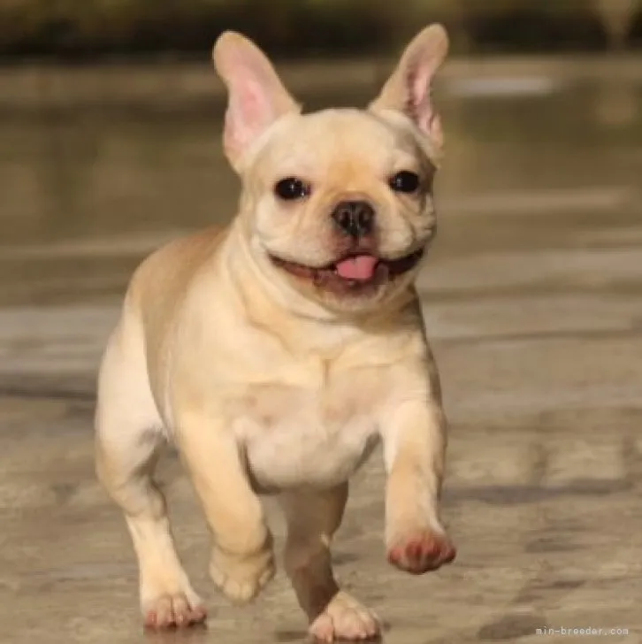 ID:2301-01297の子犬