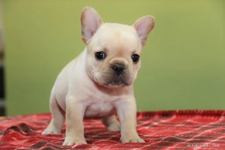 ID:2204-03160の子犬