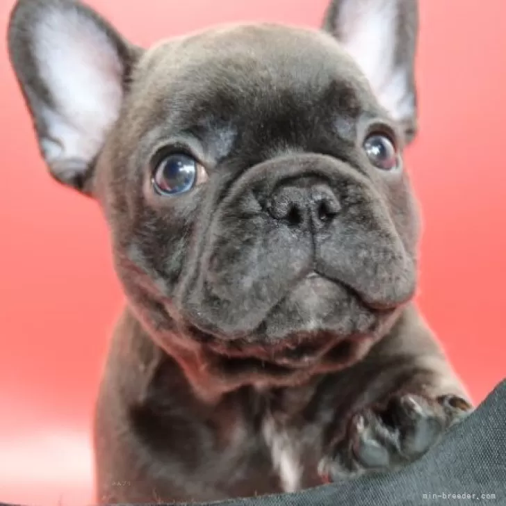 ID：2410-06702の子犬