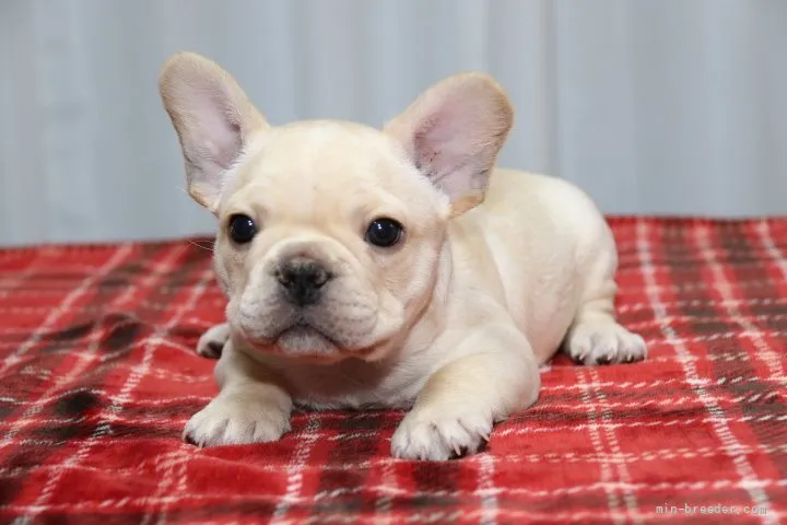 ID:2110-04085の子犬