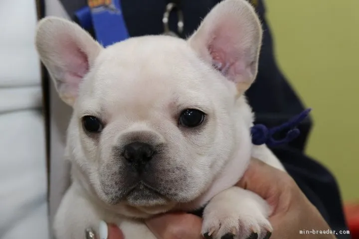 ID:1912-00351の子犬