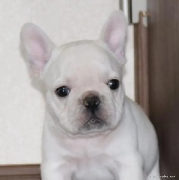 ID:2210-03907の子犬
