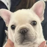 フレンチブルドッグ【神奈川県・男の子・2024年1月22日・クリーム】の写真1