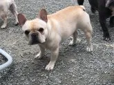フレンチブルドッグ【神奈川県・女の子・2018年7月7日・クリーム】の写真3「筋肉もきちんとつくところについています」