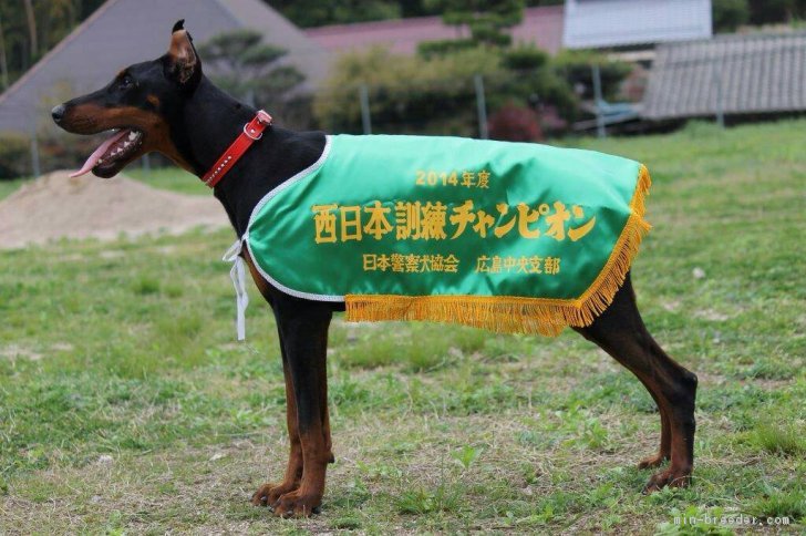 看板犬の母親のケイトです⭐訓練頑張りました⭐｜池本　優子(いけもと　ゆうこ)ブリーダー(広島県・チャイニーズ・クレステッド・ドッグなど・JKC登録)の紹介写真1