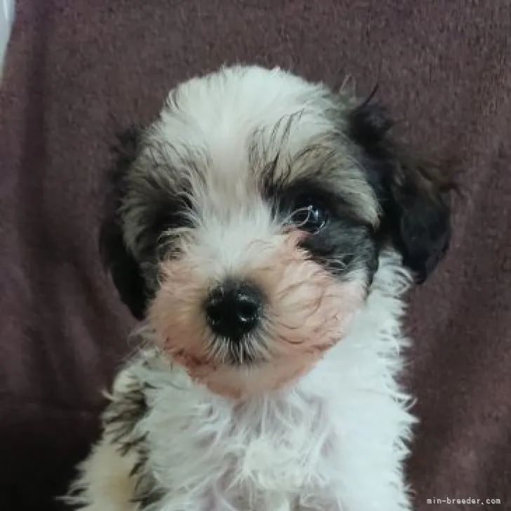 ID:2307-01543の子犬