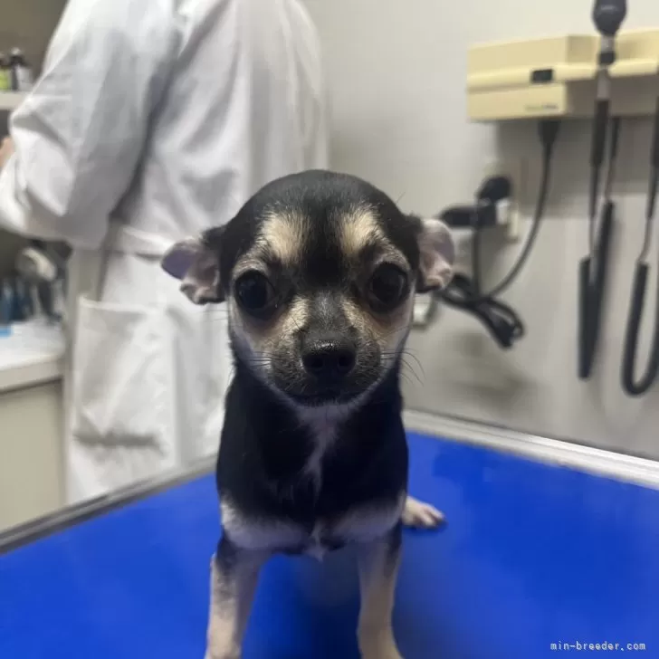 オカカ 様のお迎えした子犬