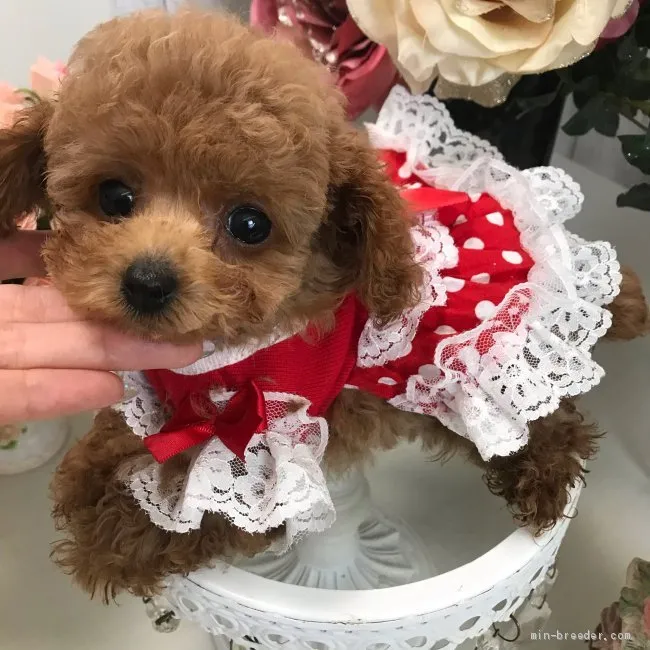 M.Ｉ 様のお迎えした子犬