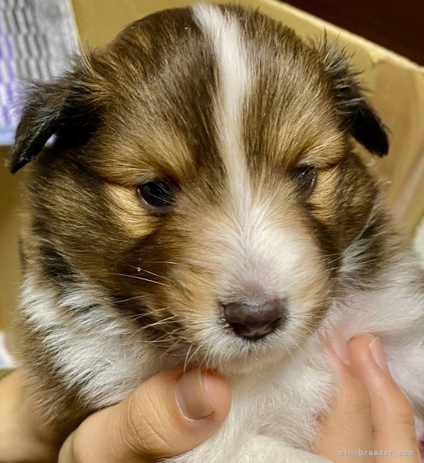 金刺誠人ブリーダーのブログ：可愛いシェルティー子犬産まれています‼️