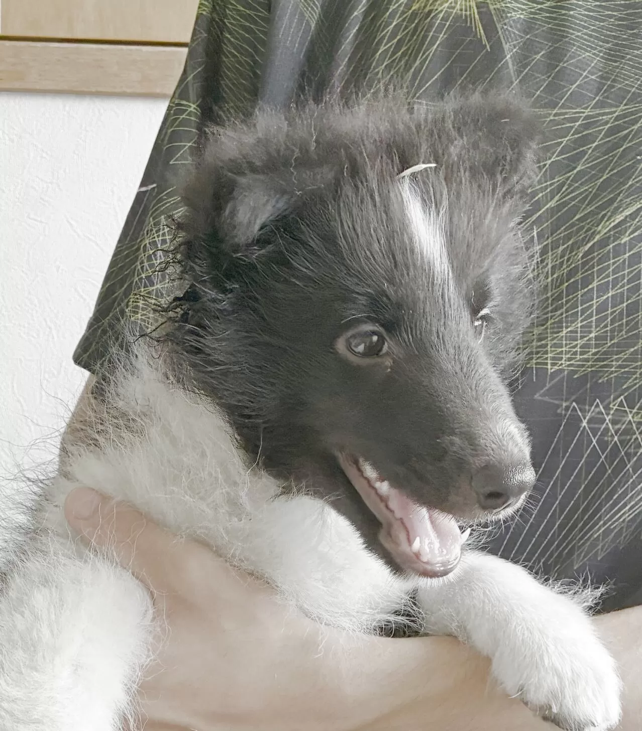 ID:2506-08163の子犬