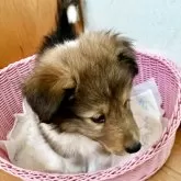 シェットランドシープドッグ