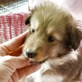 シェットランドシープドッグ