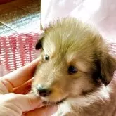 シェットランドシープドッグ