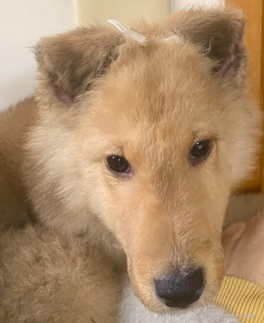 ID:2201-03250の子犬