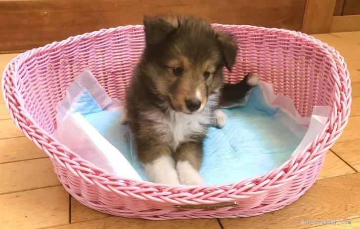 ID：2007-00161の子犬